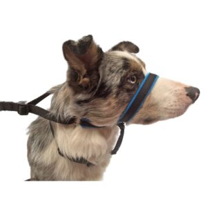 size medium Headcollar on a border collie