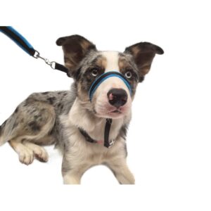 size medium Headcollar on a border collie