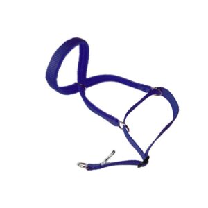 SWAG Headcollar in royal blue colour